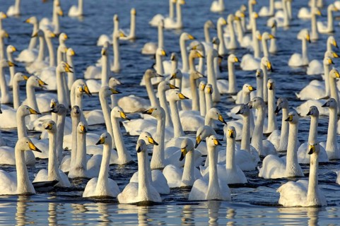 Whooper Swan