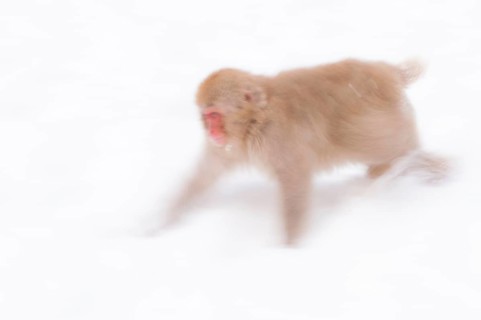Red-faced macaque
