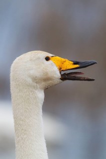 Adult whooper swan