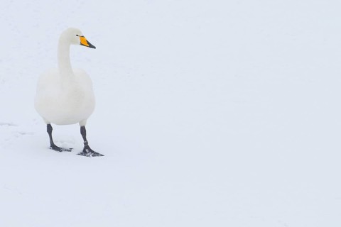 Adult whooper swan