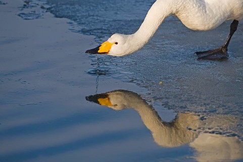 Adult whooper swan