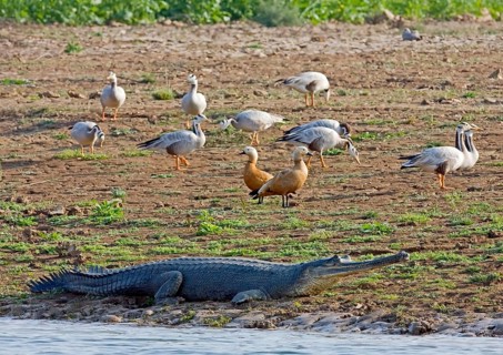 Gharial