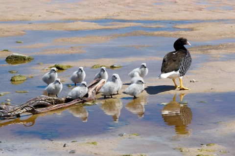 Kelp goose