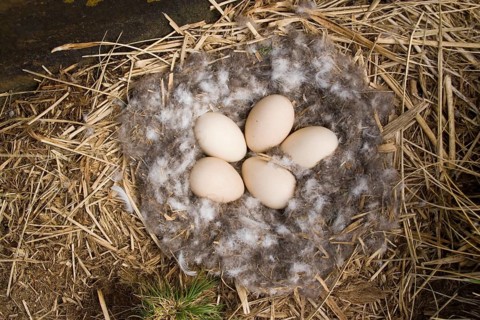 Nest of the Kelp Goose