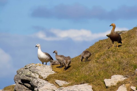 Upland Goose