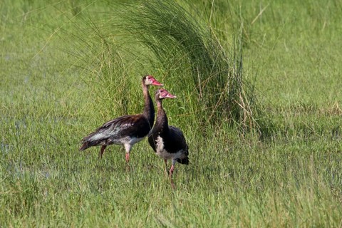 Two spurwinged geese