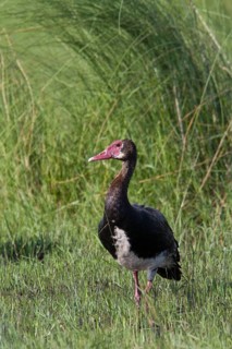Winged goose