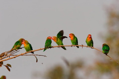 Nyassa Lovebird