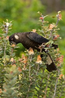 Carnaby's black cockatoo