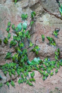 Dusky-headed parakeet
