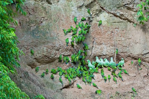 Dusky-headed parakeet