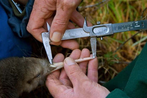 North Island Conservation Programme north island brown kiwi