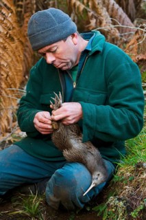 North Island Conservation Programme north island brown kiwi
