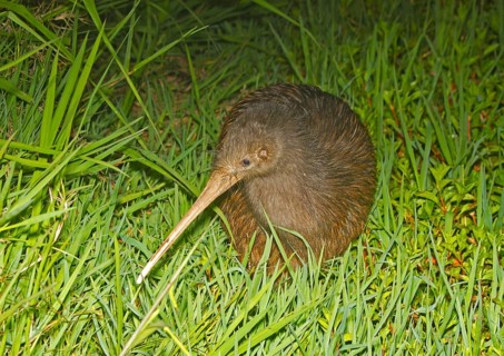 North Island Brown Kiwi