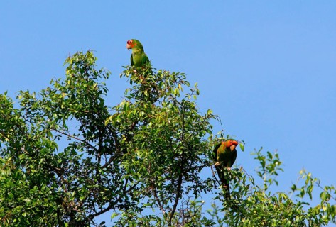 Red-masked Parakeet