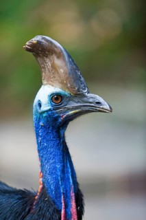 Adult double-wattled cassowary