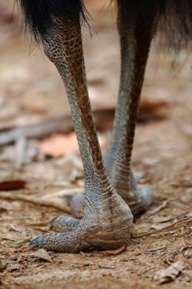 Southern Cassowary