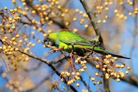Adult nanday parakeet