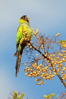 Adult nanday parakeet