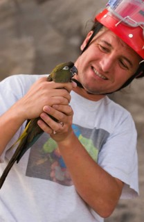 Small rock parakeet
