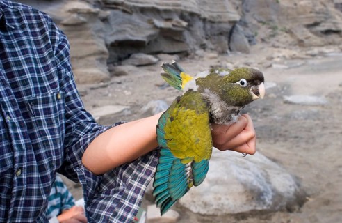 Small rock parakeet