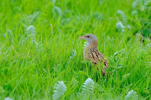 Corncrake