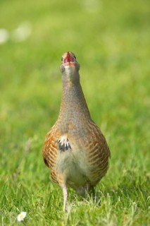 Meadow Rail