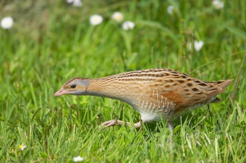 Meadow Rail