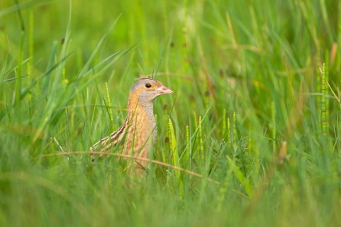Meadow Rail
