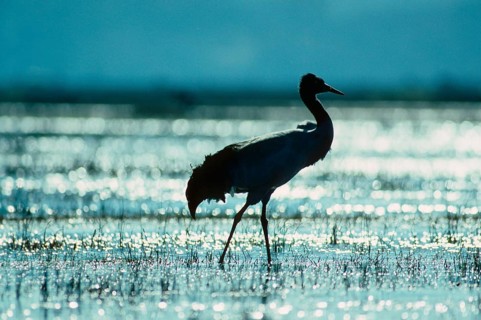 Black-necked crane