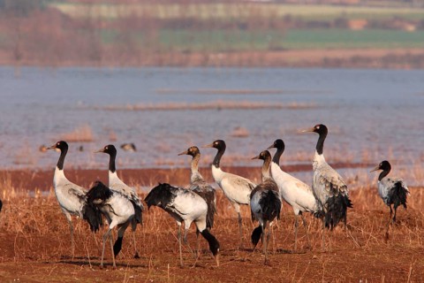 Black-necked Crane