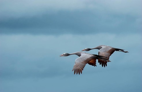 Paradise Crane