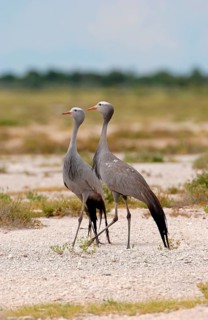 Paradise Crane