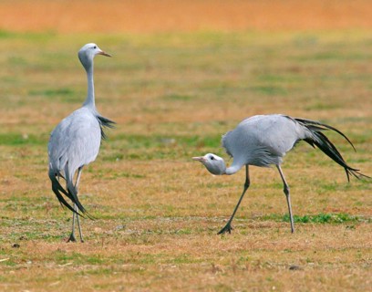 Paradise crane