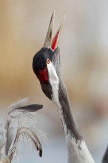 Common crane