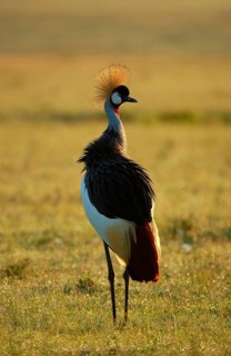 Gray crowned-cranes