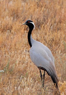 Demoiselle demoiselle crane