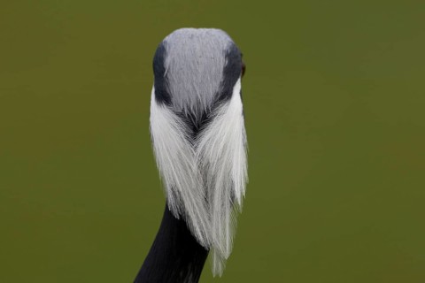 Demoiselle crane