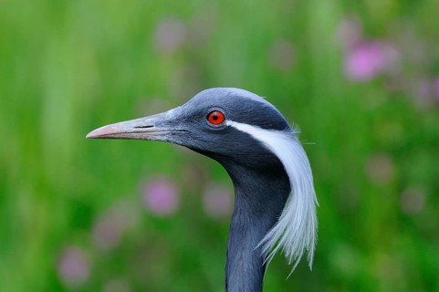 Demoiselle demoiselle crane