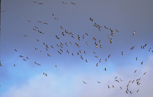 Red-crowned cranes