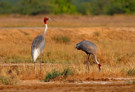 Sarus crane