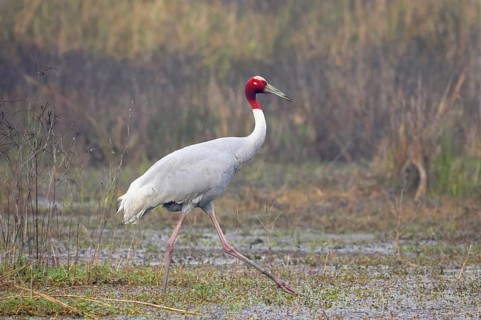 Adult sarus crane