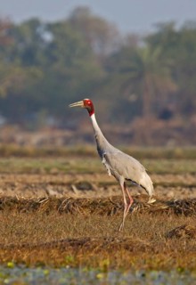 Sarus crane