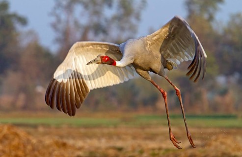 Sarus crane
