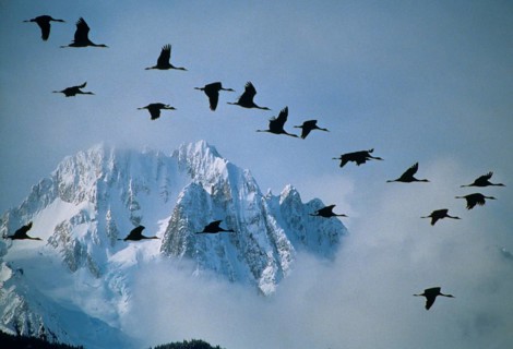 Sandhill Crane