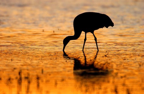 Sandhill Crane