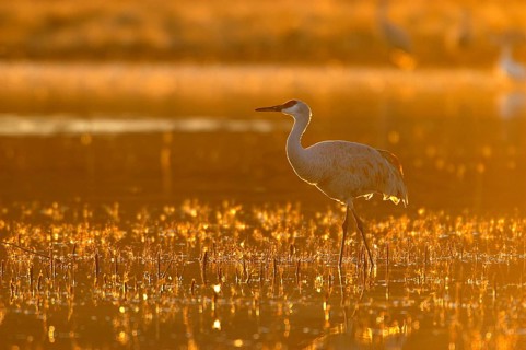 Sandhill Crane