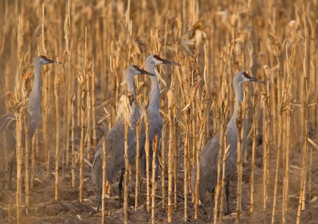 Sandhill Crane
