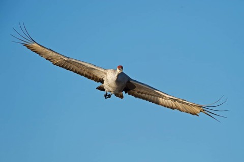 Sandhill Crane