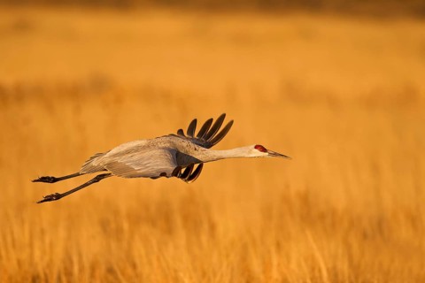 Sandhill Crane